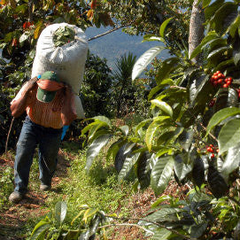 Where to coffee beans get their flavour?