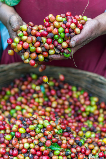 How is organic Coffee imported through Australia's strict biosecurity regulations?